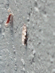 Crypsitricha stereota