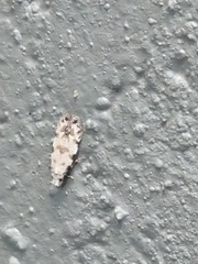 Crypsitricha stereota