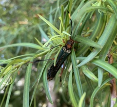 Planopus laniniensis