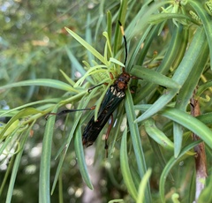 Planopus laniniensis