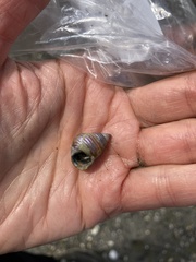 Micrelenchus purpureus