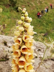 Digitalis ferruginea