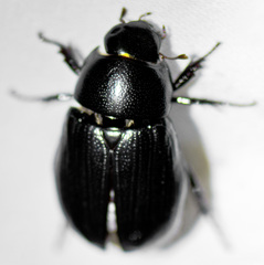 Dyscinetus morator