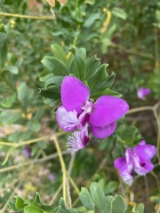 Polygala myrtifolia