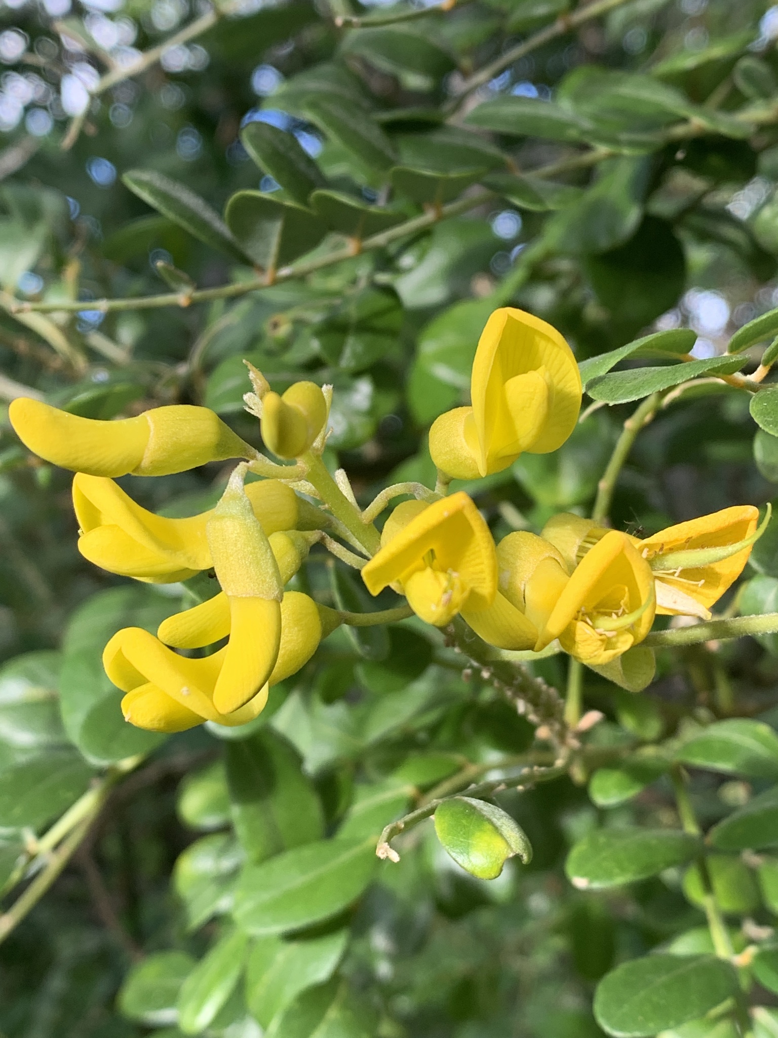 Sophora