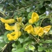 Kowhai - Photo (c) silenceinthew00ds, some rights reserved (CC BY-NC)