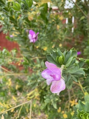 Polygala myrtifolia