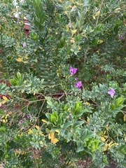 Polygala myrtifolia