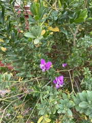 Polygala myrtifolia