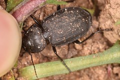 Licinus silphoides