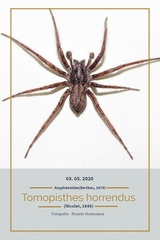 Tomopisthes horrendus
