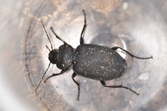 Licinus silphoides