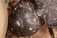 Licinus silphoides