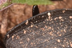Licinus silphoides