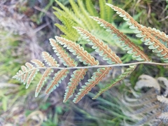 Anchistea virginica image