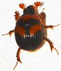 Bolbocerosoma hamatum