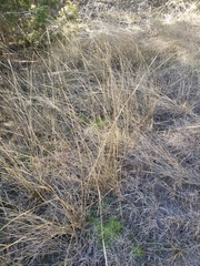 Sporobolus compositus