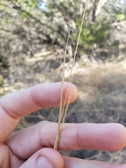 Sporobolus compositus