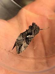 Autoplusia gammoides