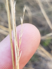 Sporobolus compositus