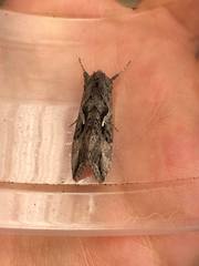 Autoplusia gammoides