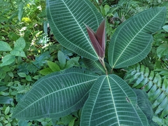 Miconia calvescens, recorded vegetative