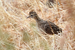 Nothoprocta perdicaria