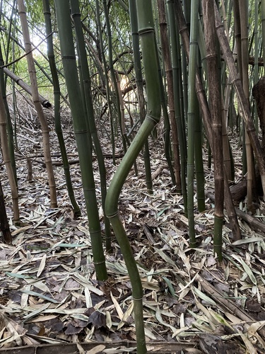 Phyllostachys aureosulcata