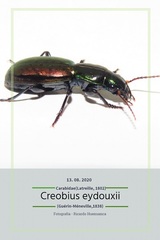 Creobius eydouxii