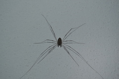 Dicranopalpus caudatus
