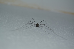 Dicranopalpus caudatus