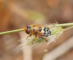 Austalis pulchella