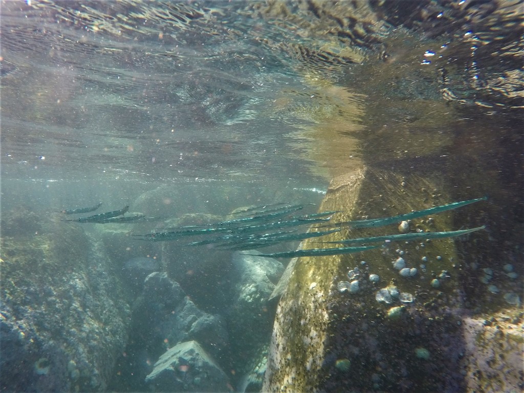 Keeltail Needlefish