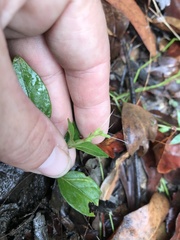 Pseuderanthemum variabile
