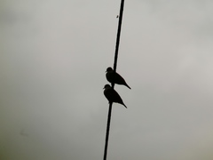 Columbina talpacoti