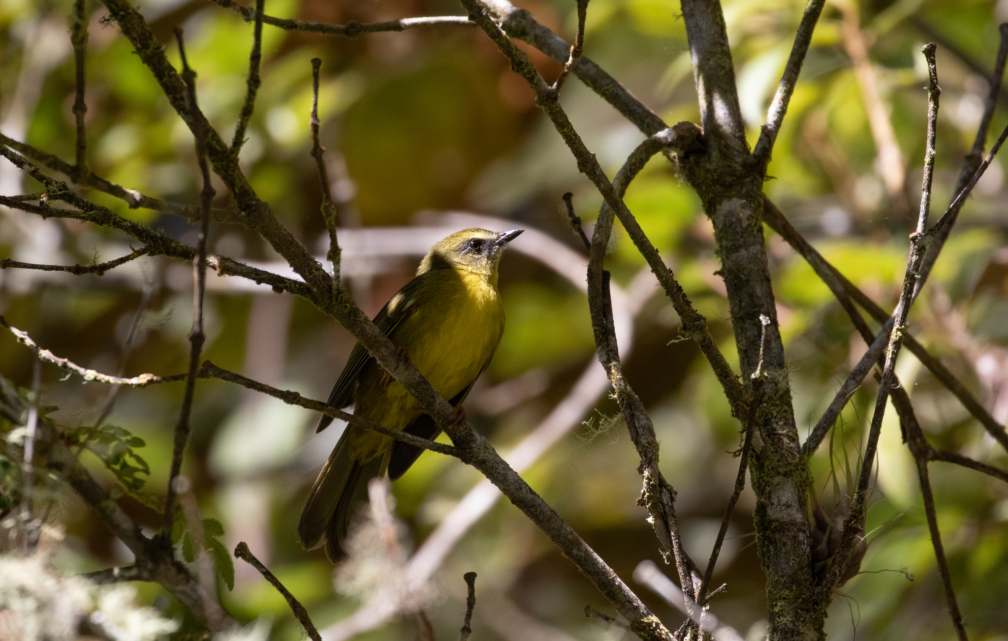Citrine Warbler illustration