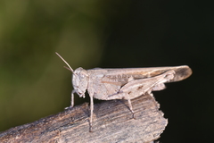 Aiolopus strepens