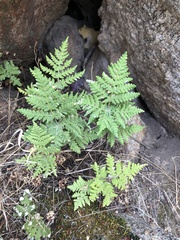 Pentagramma rebmanii