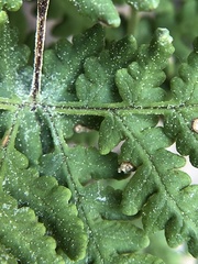 Pentagramma rebmanii