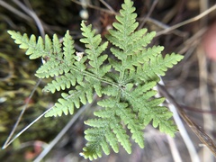 Pentagramma rebmanii