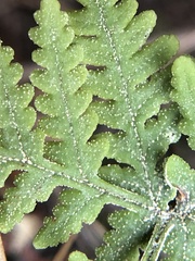 Pentagramma rebmanii