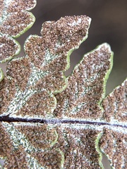 Pentagramma rebmanii