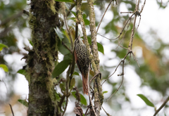 Margarornis squamiger