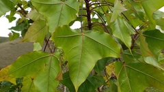 Oreopanax sanderianus