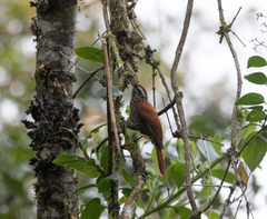 Margarornis squamiger