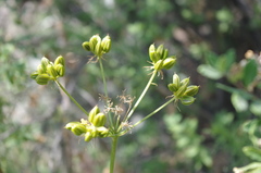 Arracacia
