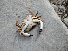 Danielethus crenulatus