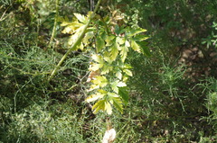 Arracacia