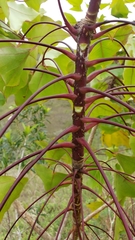 Oreopanax sanderianus