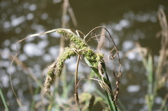 Carex david-smithii